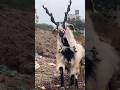 funny goat #funny_goat #goat #short #viral #bakra