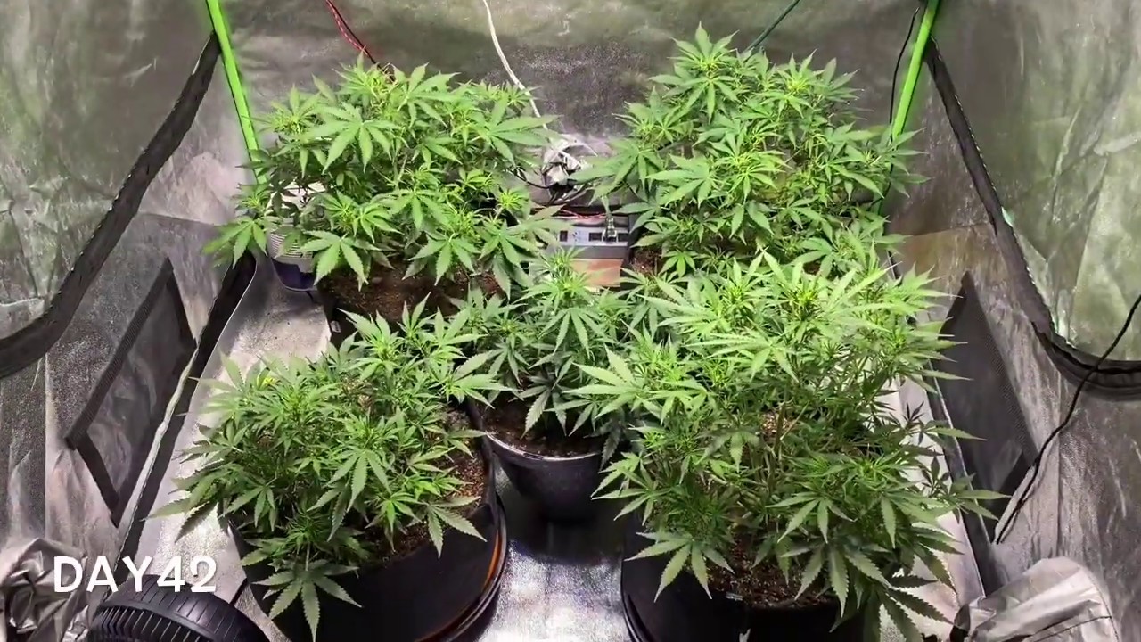 Northern Lights Autoflower Day 39-42 Update Beginner Growing Medical Cannabis Ep17