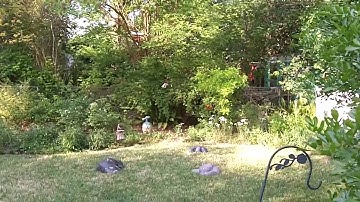 Blade mCP-x in my Back Yard