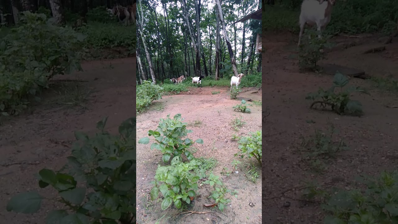 Cara beternak kambing tanpa biaya 