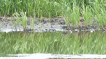 Little Crake, Zapornia parva, male, Zevenhoven, ZH, the Netherlands, 12 July 2014 (1/4)