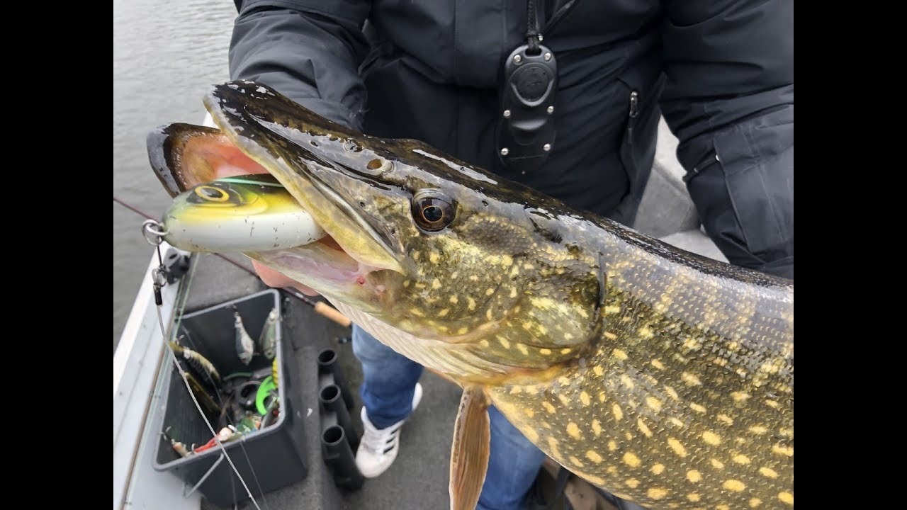 VISSEN MET JERKBAITS SNOEK IN HET VOORJAAR -