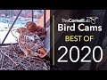 Bird Cams: Best Of 2020