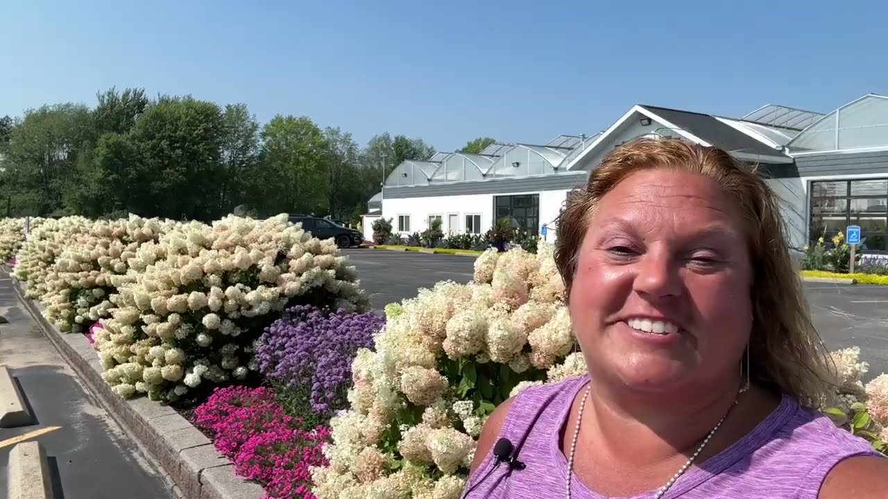 Сравниваем метельчатые гортензии!