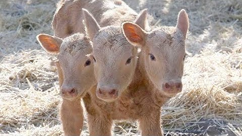 lil Durk x Lil baby x Meek Mill (Unreleased) (Snippet)