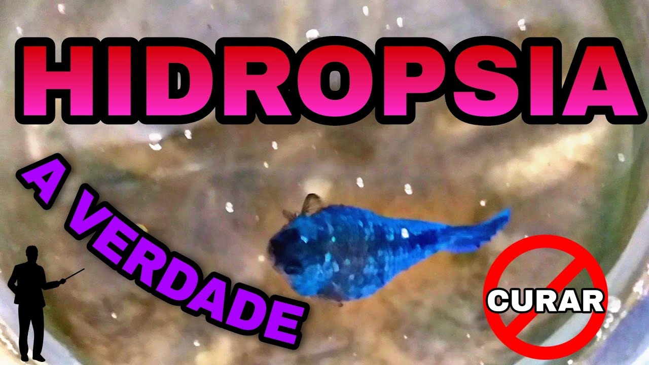 BETTA COM HIDROPSIA