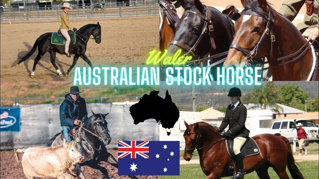 Rasy koni 95 Australian Stock Horse i Waler 🇦🇺🐎 YouTube
