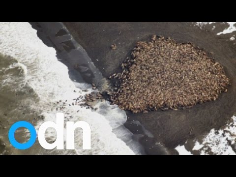 Video: Pet Scoop: 35.000 Walrus Datang ke Pantai di Alaska, Westminster Menambahkan Dua Breed Baru