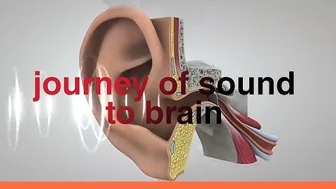 Journey of sound to brain || 3D Animation video ||