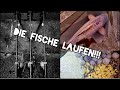 Karpfenangeln - Frühjahrssession im Badebereich - mit Livebiss