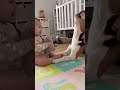 Dog Screams When Baby Steals Toy! (MUST WATCH)