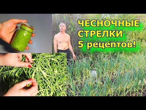 Как вкусно приготовить чесночные стрелки и зачем их нужно включить в свой рацион?💯 ЗАГОТОВКИ на ЗИМУ