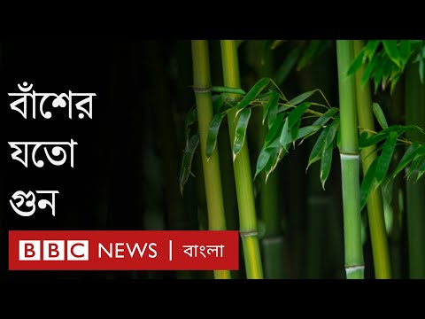 ভিডিও: বাঁশের বনে কী আছে?