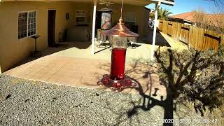 Hummingbird Feeder 20201220 3