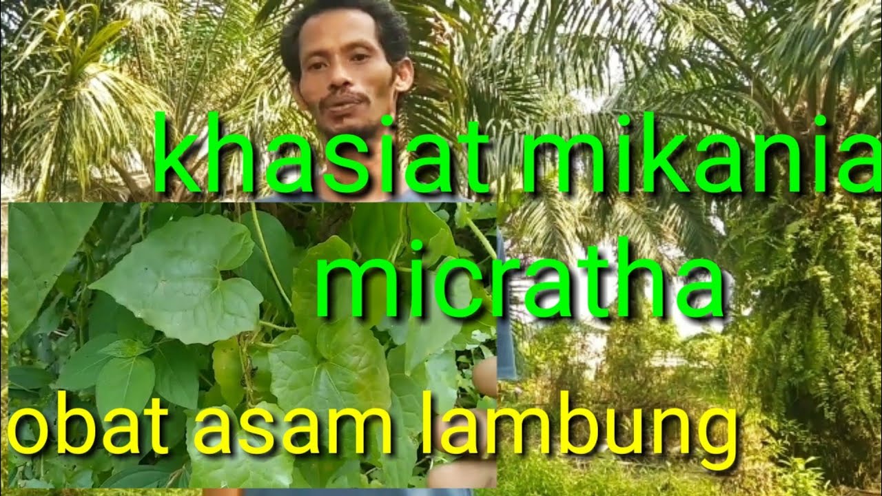 ampuh... atasi asam lambung II micrantha bagi penderita asam lambung II