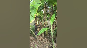 Smart farmers use simple tools to prune banana plants #shorts