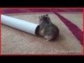 Harlem Shake - Hamster Tries to Enter Tube Edition