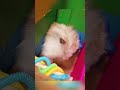 The little hamster that loves beauty #hamsters #funny #cute #cuteanimals #animals #pets