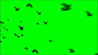 Bird Flock Moved Free Green Screen (1 Min)