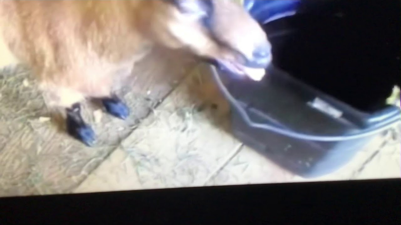 Screaming Goats Reverse (1) YouTube