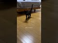 猫が寄ってくる音がすごい#猫 #保護猫 #猫のいる暮らし #cat #ねこ #ねこのいる生活