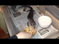 Blue tongue skink hand fed @ Queen City Constrictors