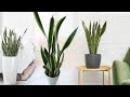 Snake Plant to keep in your Bedroom and Attracts MONEY like a Magnet | Air Purifier Approved by NASA