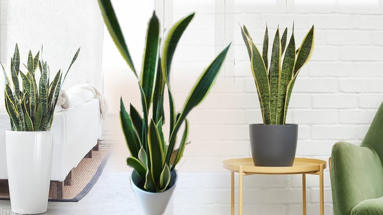 Snake Plant to keep in your Bedroom and Attracts MONEY like a Magnet ...