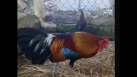 qaib qus pom 1 qua zoo heev