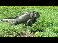 Iguana eating breakfast