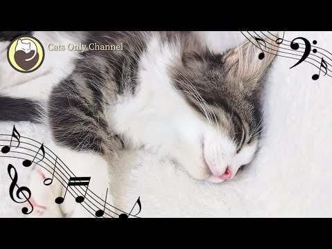 موسيقى القط تخفيف التوتر موسيقى الاسترخاء أصوات الطبيعة للقطط الهادئة 