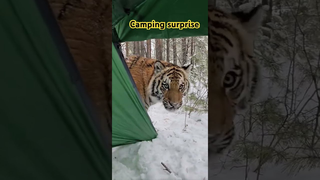 Tiger In My Camping Tent Animals Shorts