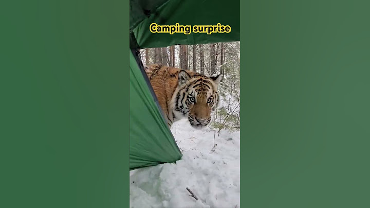 Tiger in my camping Tent!  #camping #animals #shorts