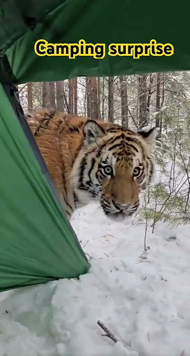 Tiger in my camping Tent!  #camping #animals #shorts