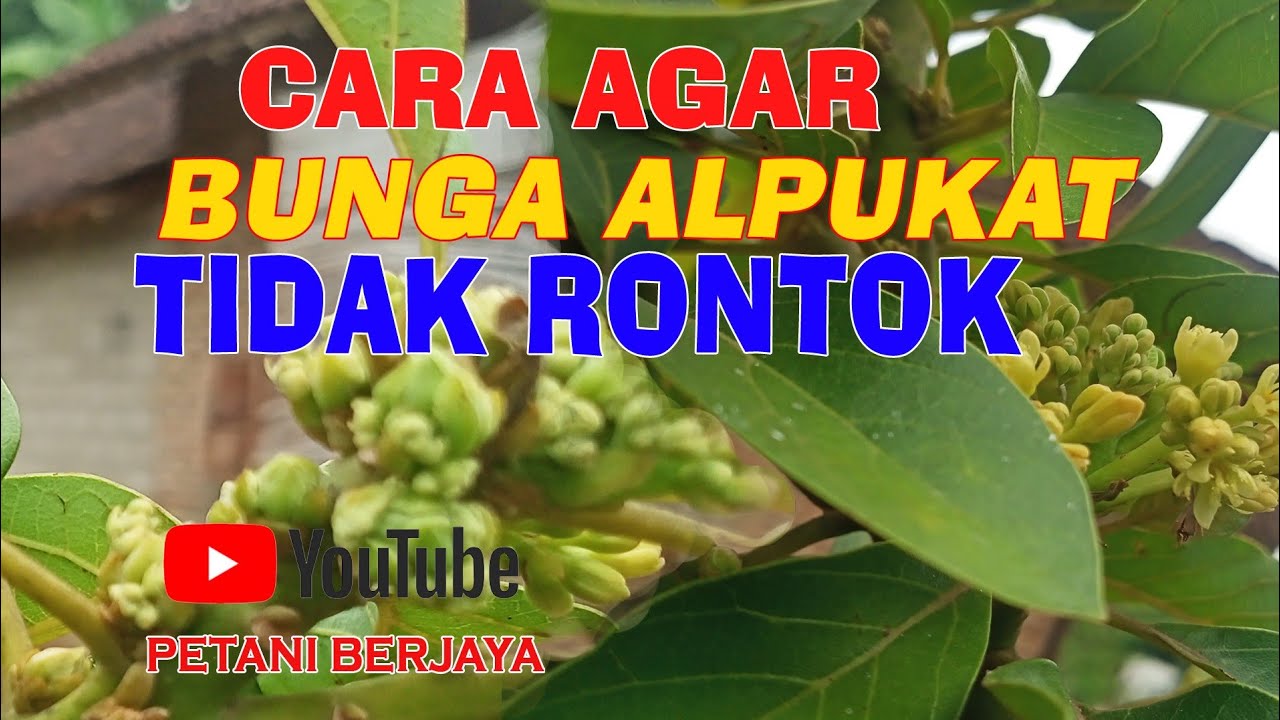 Cara Agar Bunga Alpukat Tidak Rontok