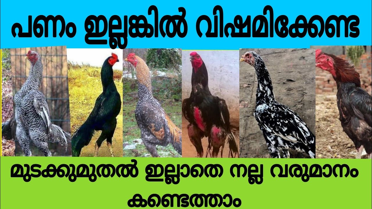 ക്യാഷ് ഇല്ലേലും അസീൽ കോഴികളെ വളർത്താൻ സുവർണ്ണ അവസരം