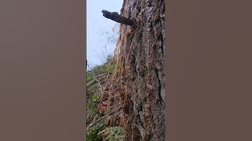 Tree Spits Water #shorts #lumberjack #stihl #chainsaw #logging