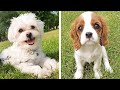 🐶 Funny and Cute Puppies Videos That Will Change Your Mood For Good | Cute Puppies