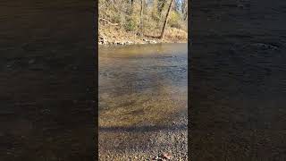 Celebrity Trout Stocking at the Creek Profile