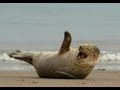 Funny seal displaying water tricks 2