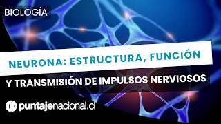 Neurona: estructura, función y transmisión de impulsos nerviosos