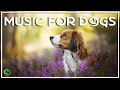 Dog Music Therapy - Calming Music for Dogs to Calm Down, Relax & Sleep