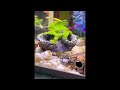 Resin Breeding Hiding Cave Simulation Shrimp Cave