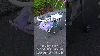 【老犬介護】老犬専用車椅子