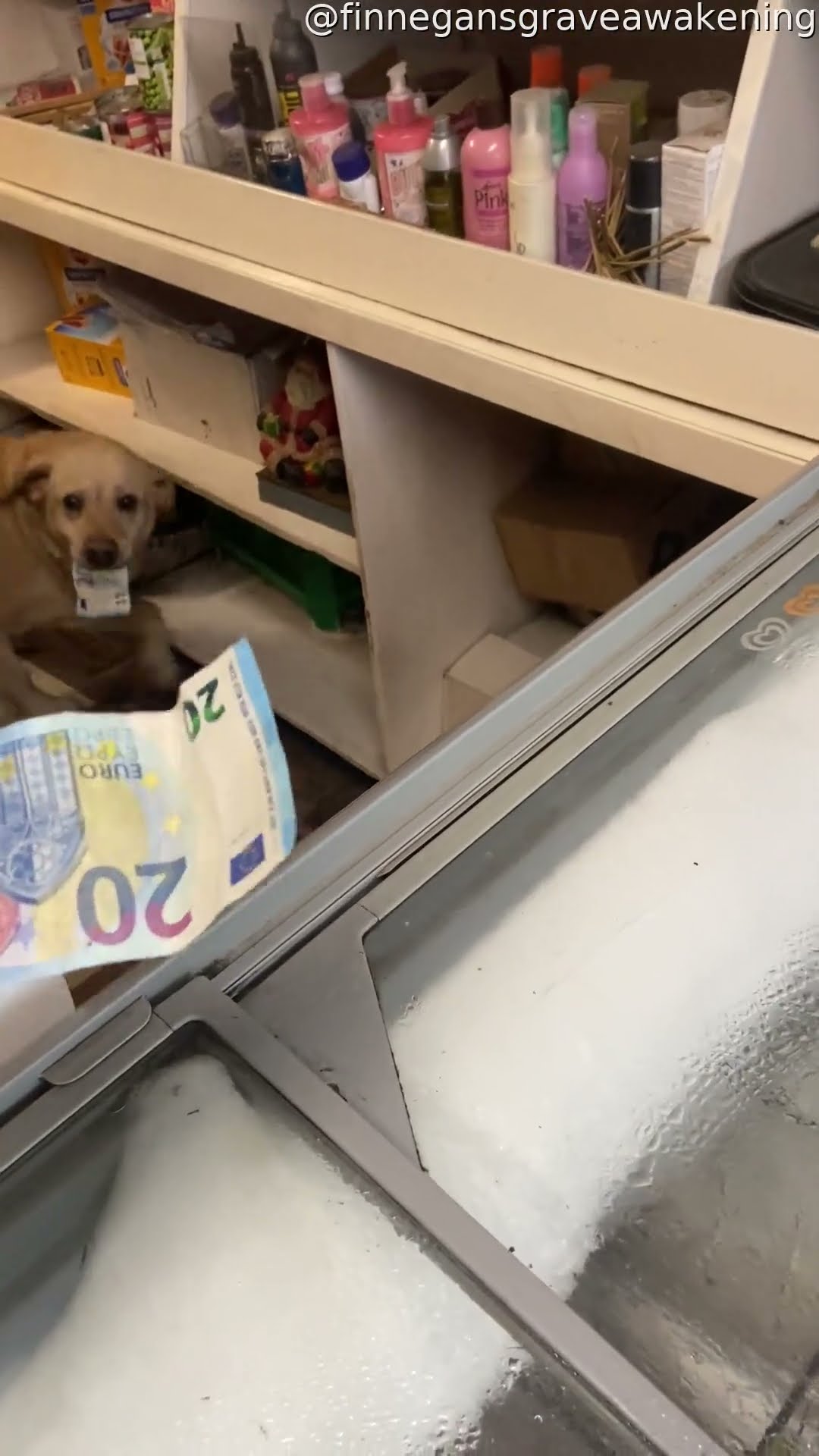 Yellow Labrador Tends Shop In Ireland || ViralHog