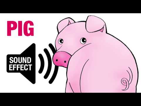 Pig Sound Effect - Oink
