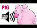 Pig sound effect  oink