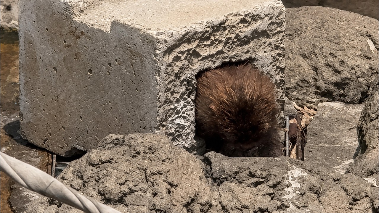 番外編 秘密基地からこんにちはのパンチくん【番外編】【市川市動植物園】ニホンザル
