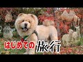那須旅行でチャウチャウがアニマルパニック！！
