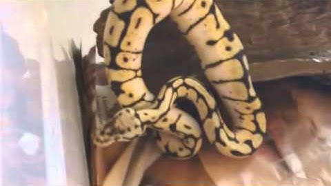 My New Bumble Bee Ball Python